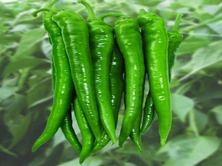 Yeşil Biber Kullanımı ve Faydaları Nelerdir?