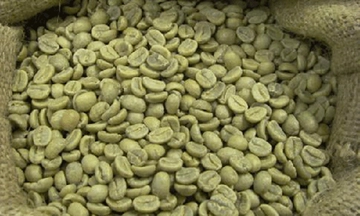 Yeşil Kahve Kullanımı ve Faydaları Nelerdir?