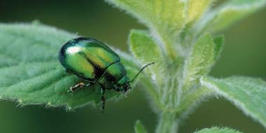 Yeşil Böcek